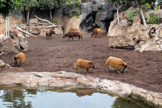 Grupo de jabal&iacute;s y bueyes