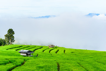 Beautiful greenery view of rice terrace in Chiangmai, north of Thailand