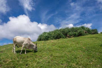 Fototapeta premium white ox at Naidi Hills, Ivatan Island , Batanes