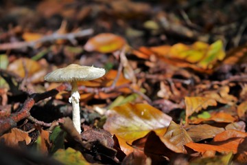 pilze herbst wald forest fall mushrooms