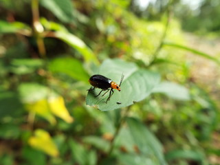 クロウリハムシ leafbeetle