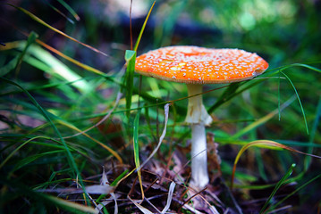 Amanita muscaria in grass in forest