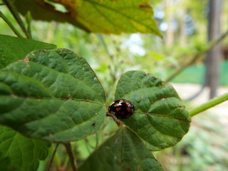 ナミテントウ ladybug