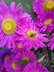 Obraz premium Pink flowers daisy bee
