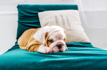 English Bulldog puppy in the chair