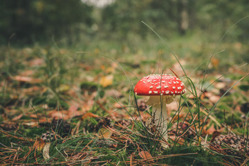 Close-Up Surface Level Of Mushroom