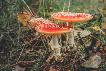 Close-Up Surface Level Of Mushroom