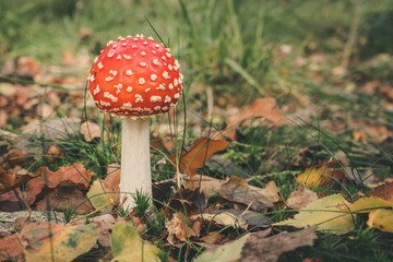 Close-Up Surface Level Of Mushroom