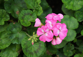 Fototapeta Pinto pink zonale geranium or pelargonium flowers with green  obraz