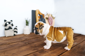 The funny little bulldog is on a wooden table.