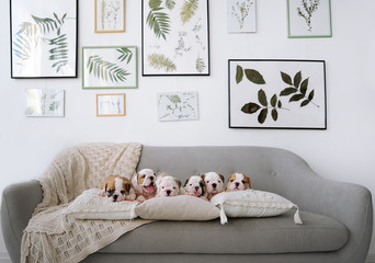 Group of little puppies of the English bulldogs lie on a big sofa in studio