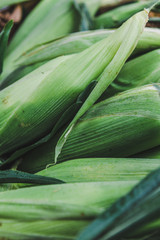 Fototapeta premium corn