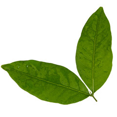 Obraz premium leaves with water drops