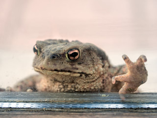 Toad knocking at my window, wanting to get in for the winter!