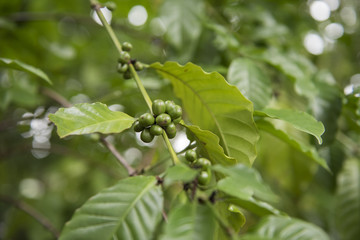 Fototapeta premium coffee tree ,arabica coffee