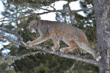 Obraz premium lynx in the tree 