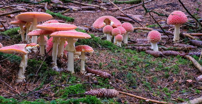 Fliegenpilz im M&auml;rchenwald