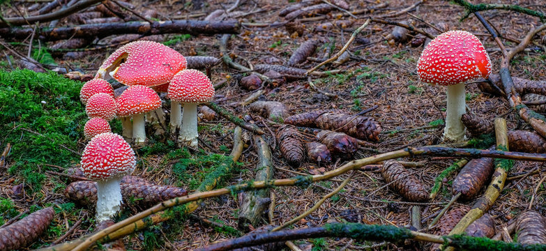 Fliegenpilz im M&auml;rchenwald