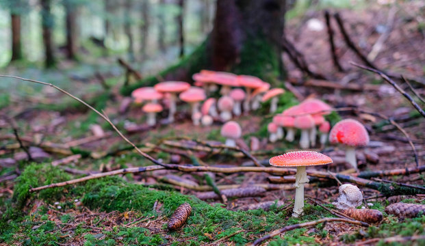 Fliegenpilz im M&auml;rchenwald