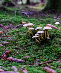 Kleine Pilze im Märchenwald