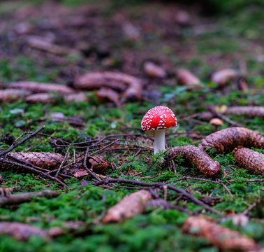 Fliegenpilz im M&auml;rchenwald