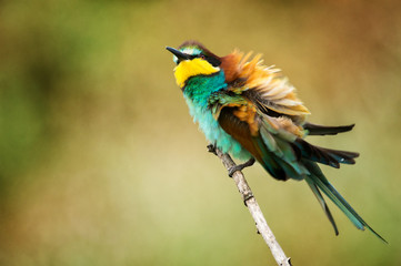 European bee-eater sitting on a stick on a beautiful background.