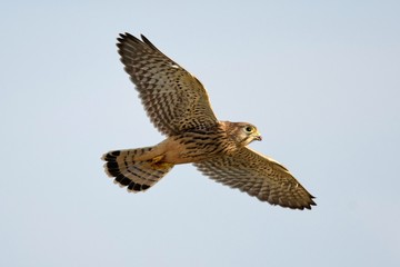 Fototapeta premium Common Kestrel in flight