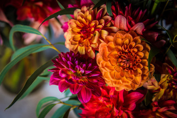 Dahlias © Heather