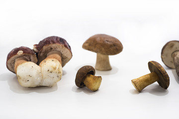 Autumn mushrooms collection.