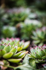 Fototapeta premium succulents