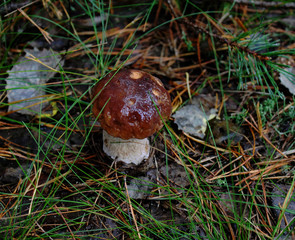 Steinpilz im Herbstwald