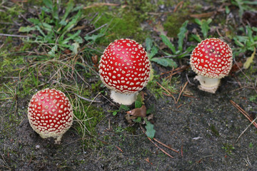 Tree fly agaric 