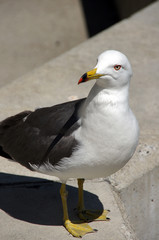 Black-tailed gull