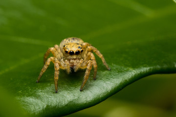 Jumping spider