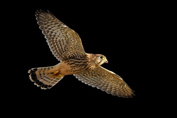 Fototapeta premium Kestrel in flight isolated on black background