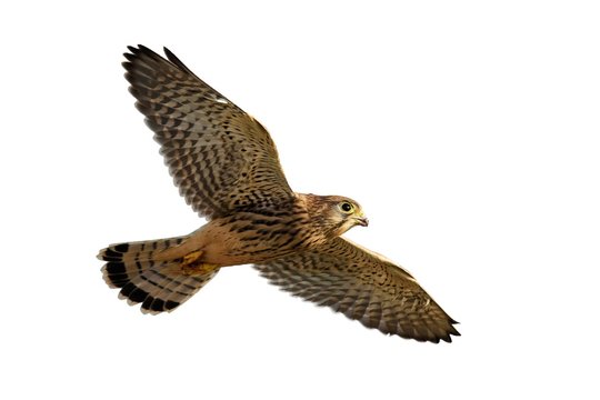 Common kestrel in flight isolated on white background. Falco tinnunculus
