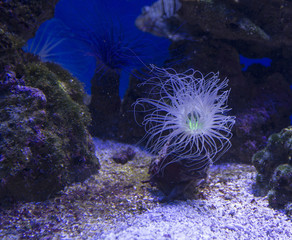 close up view of a Cerianthus