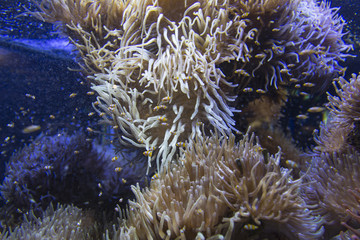 Ocellaris clownfishes swimming in the magnificent sea anemone