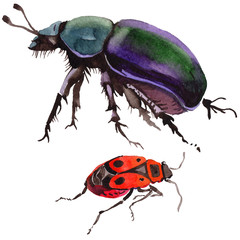 Exotic beetle wild insect in a watercolor style isolated. Full name of the insect: soldier-beetle, dung-beetle. Aquarelle wild insect for background, texture, wrapper pattern or tattoo.
