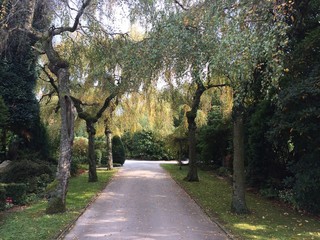 Fototapeta premium Trauerweiden auf dem Friedhof