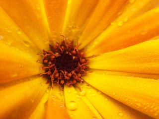 Calendula officinalis