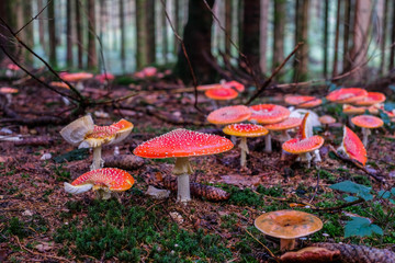 Fliegenpilz im Märchenwald