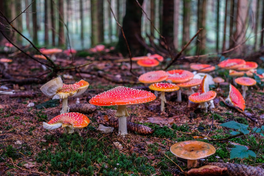 Fliegenpilz im M&auml;rchenwald