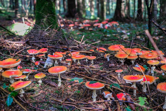 Fliegenpilz im M&auml;rchenwald