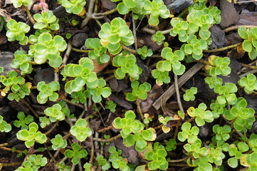 Sedum spurium green plant in garden
