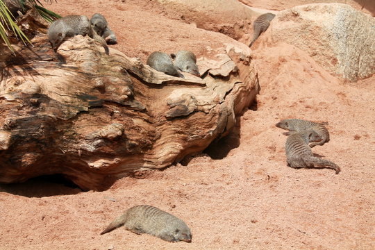 familia de hurones