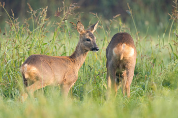 Two wild roe deers grazing in a field