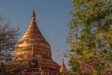 Myanmar Bagan pagoda tree sunset
