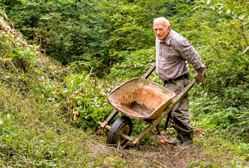 Senior man with old wheelbarrow working in the garden