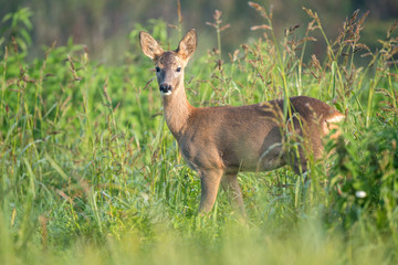 Naklejka na ściany i meble Young roe deer in a field